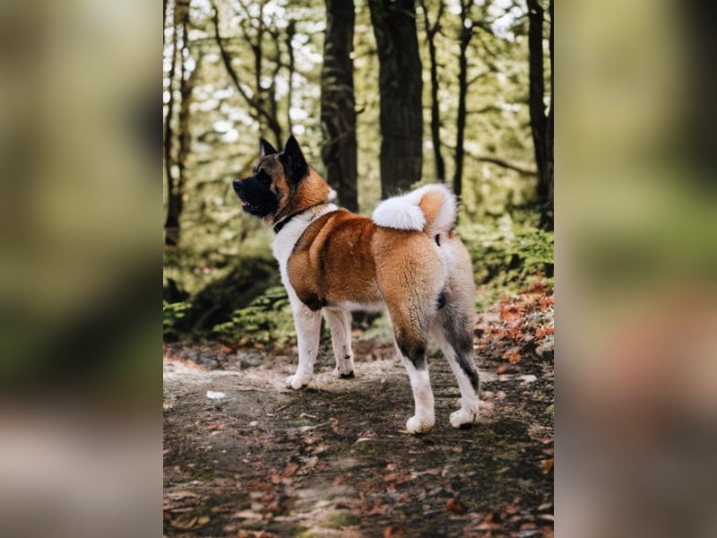 Prachtvolle American Akita Welpen aus VDH/FCI-Zucht