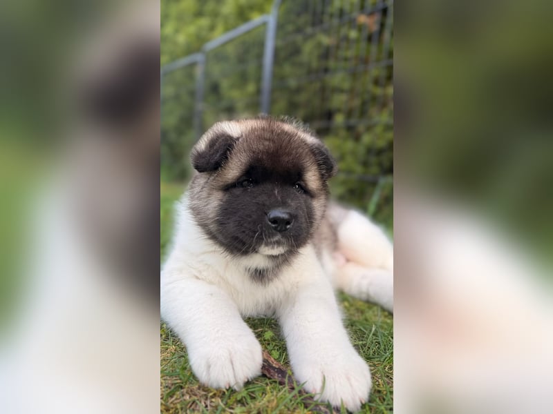 Prachtvolle American Akita Welpen aus VDH/FCI-Zucht
