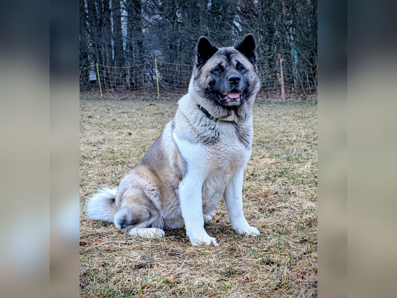 Prachtvolle American Akita Welpen aus VDH/FCI-Zucht