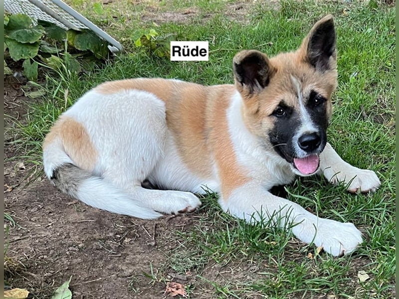 American Akita Welpe (Rüde) – Amerikanischer Akita