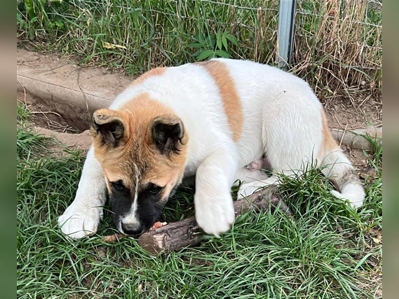 American Akita Welpe (Rüde) – Amerikanischer Akita