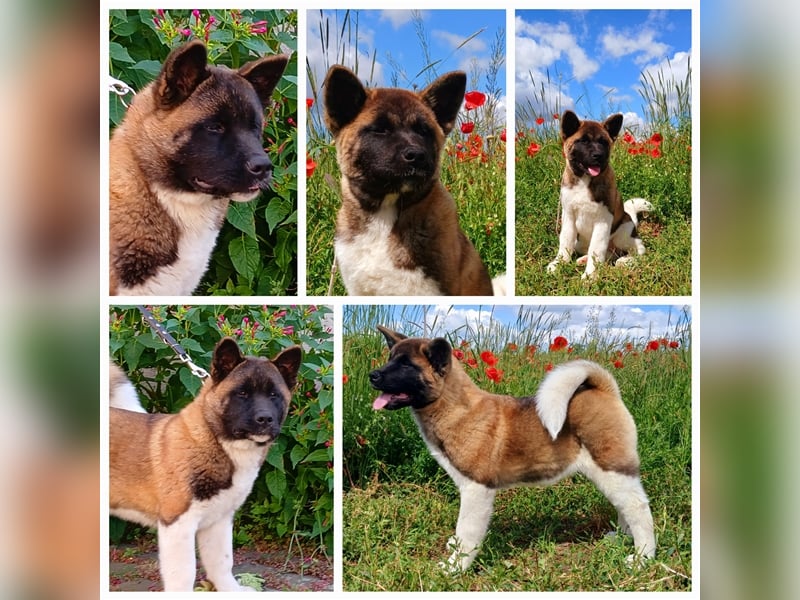 American Akita Welpe reinrassig