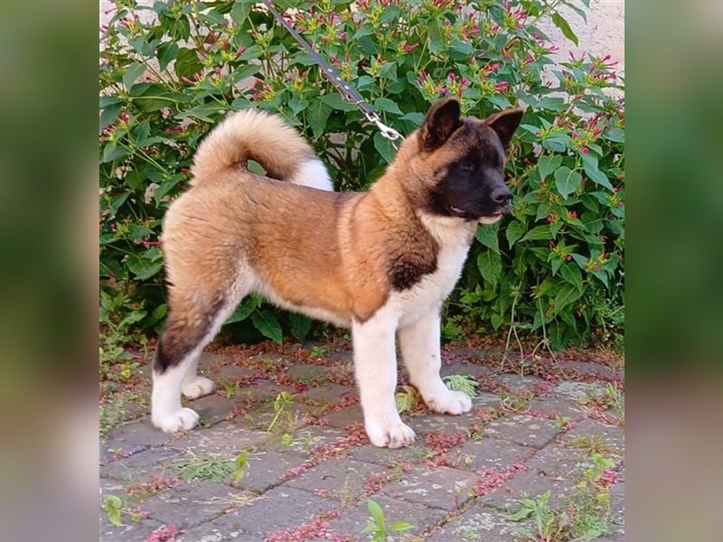 American Akita Rüde