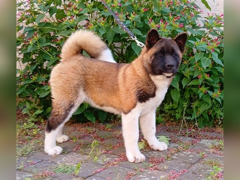 American Akita Rüde