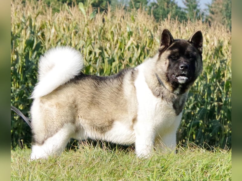 Echter reinrassiger American Akita Top Deckrüde