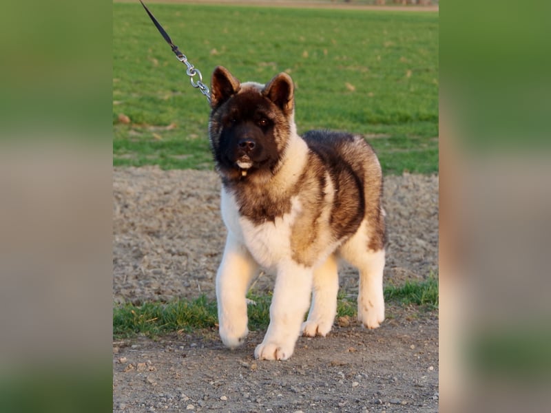 Echter reinrassiger American Akita Top Deckrüde