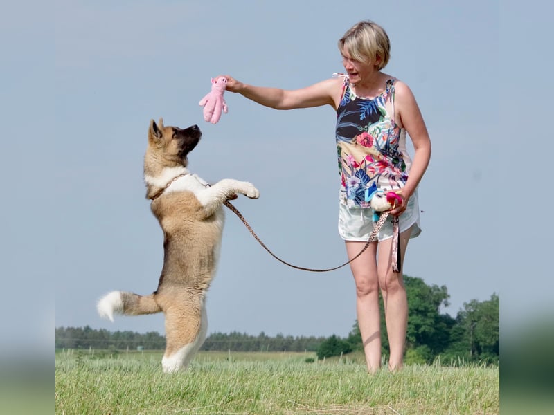 Echter reinrassiger American Akita Top Deckrüde
