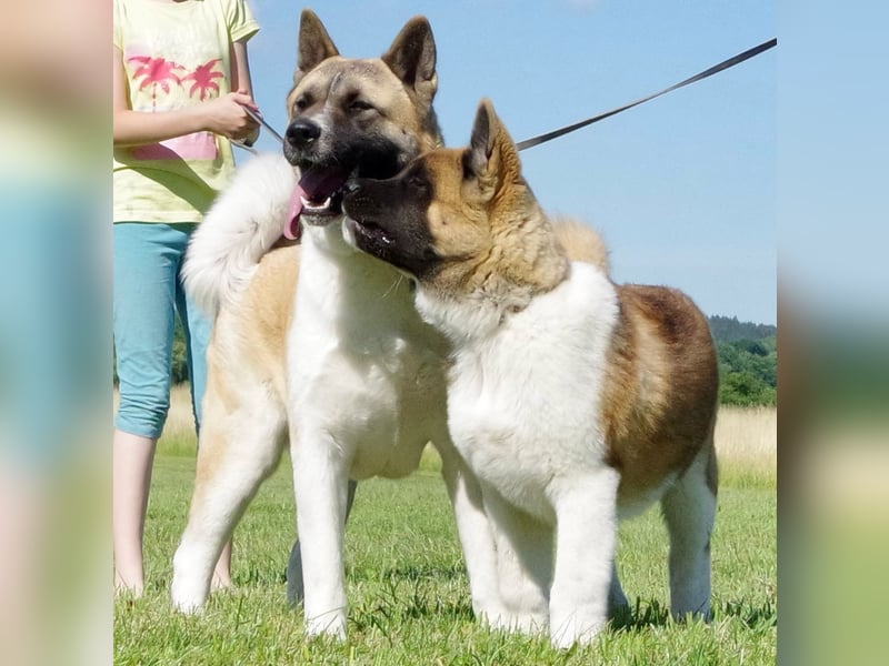 Echter reinrassiger American Akita Top Deckrüde