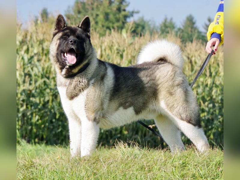 Echter reinrassiger American Akita Top Deckrüde