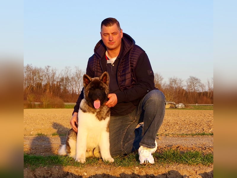 Echter reinrassiger American Akita Top Deckrüde