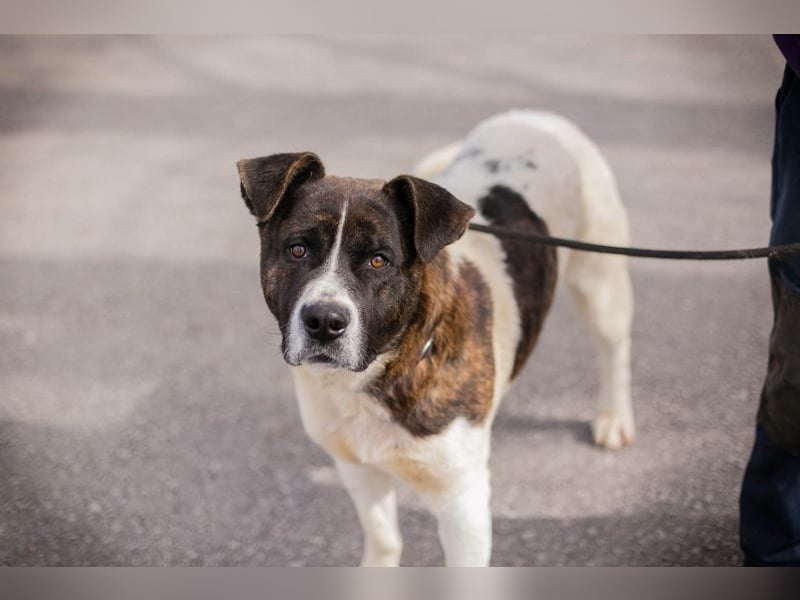 KODA - der hübsche und gelehrige Rüde sucht eine hundeerfahrene Familie