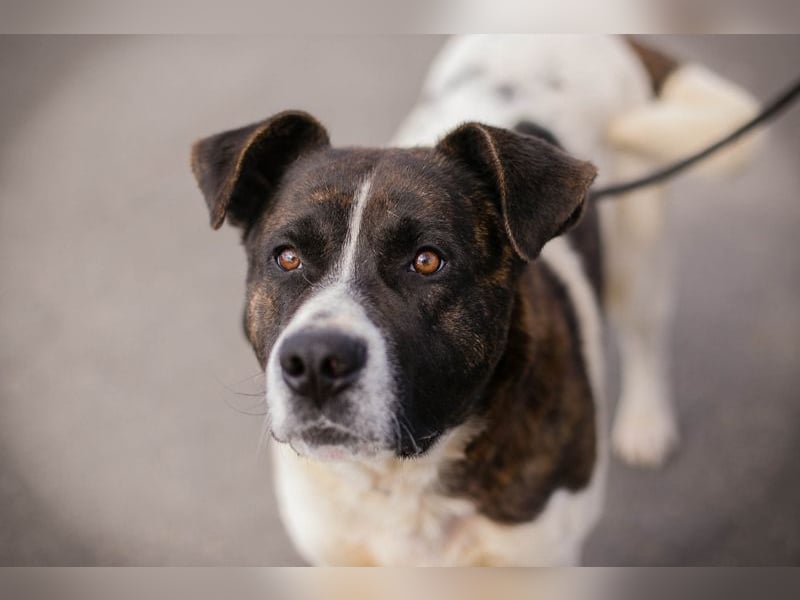 KODA - der hübsche und gelehrige Rüde sucht eine hundeerfahrene Familie