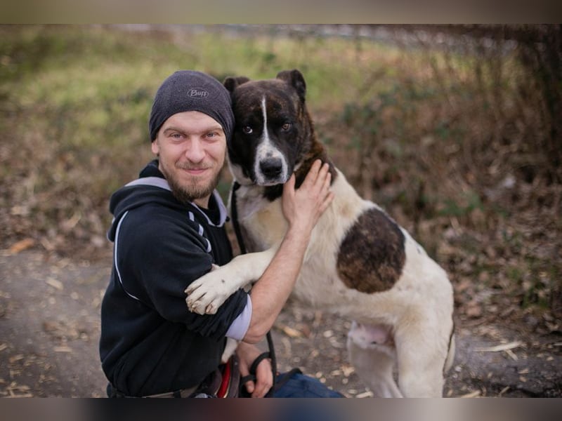 KODA - der hübsche und gelehrige Rüde sucht eine hundeerfahrene Familie