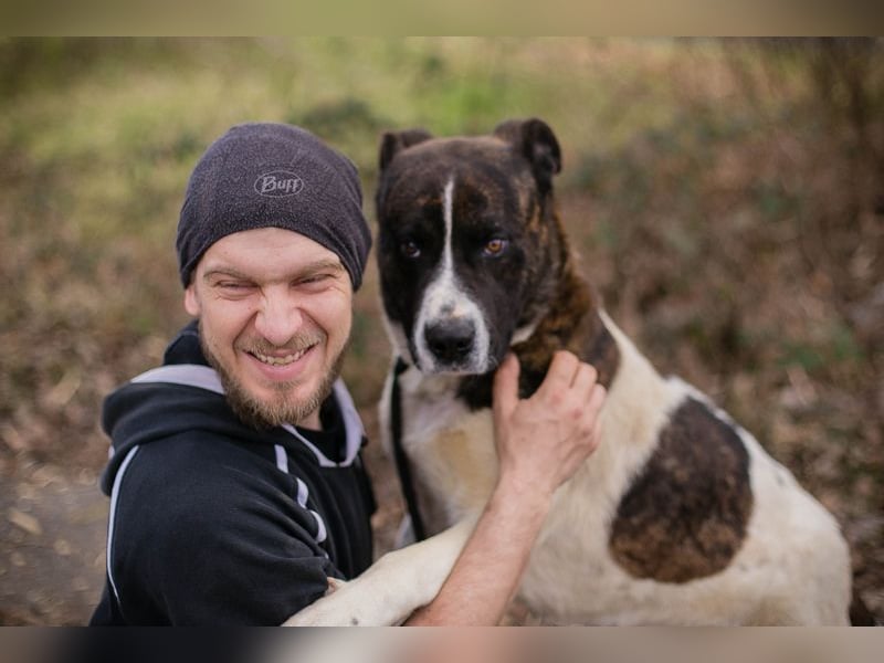 KODA - der hübsche und gelehrige Rüde sucht eine hundeerfahrene Familie