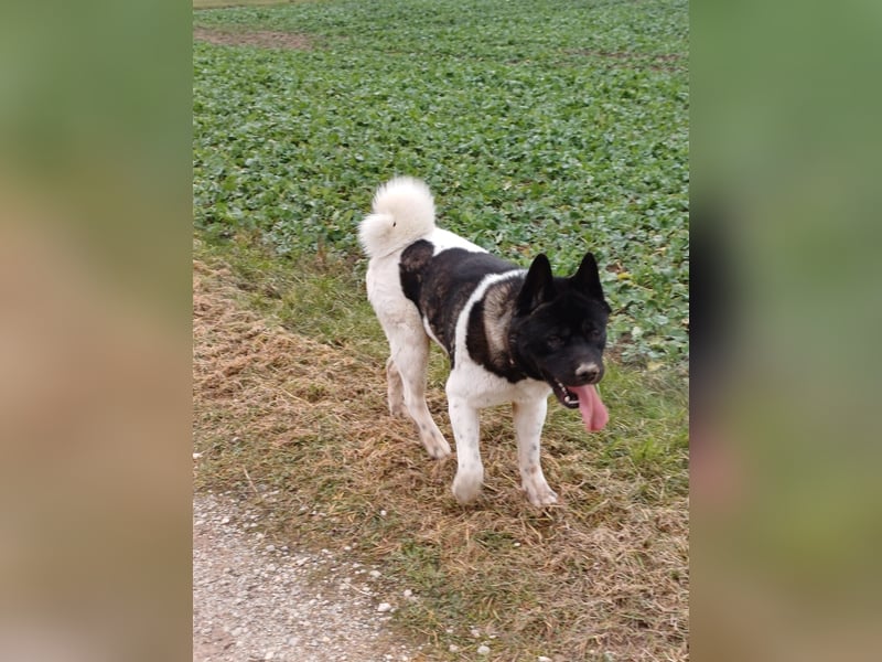 Reinrassiger American Akita