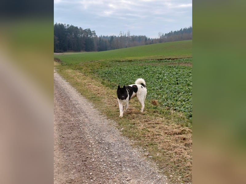 Reinrassiger American Akita