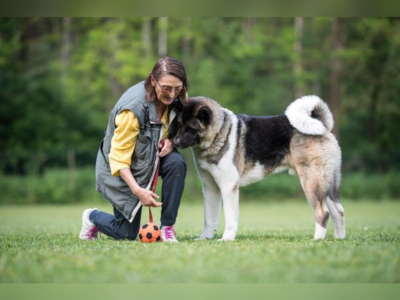 Kendo - ruhiger, ausgeglichener Familienhund - Tierhilfe Franken e.V.