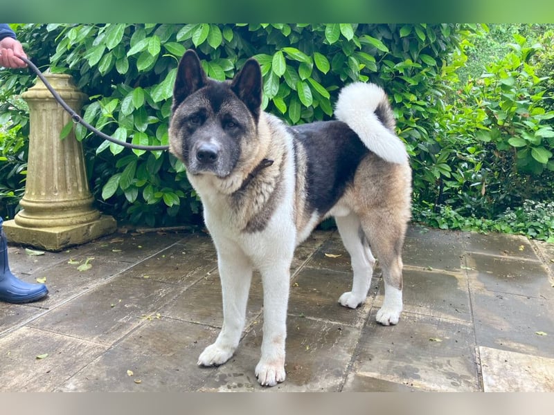 Kendo - ruhiger, ausgeglichener Familienhund - Tierhilfe Franken e.V.