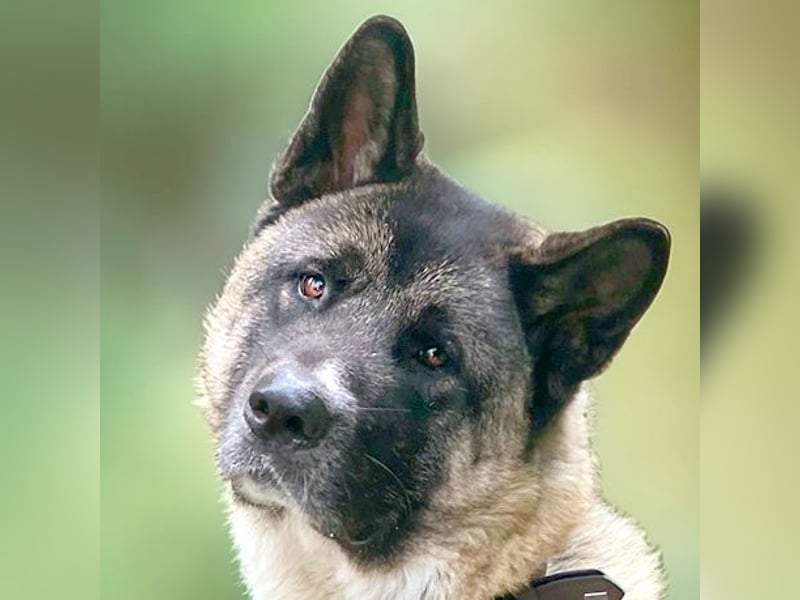 Kendo - ruhiger, ausgeglichener Familienhund - Tierhilfe Franken e.V.