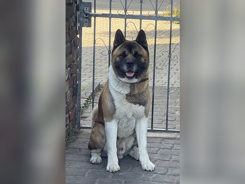 American Akita Rüde