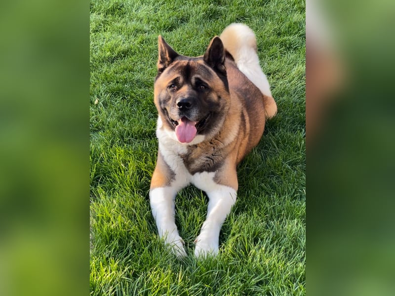 American Akita Rüde