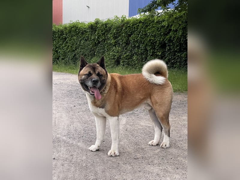 American Akita Rüde