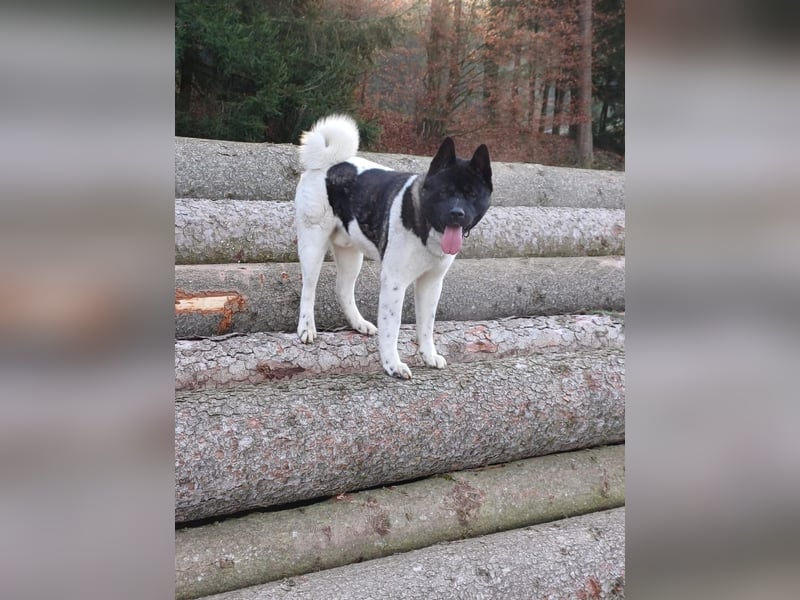 Wunderschöner American Akita