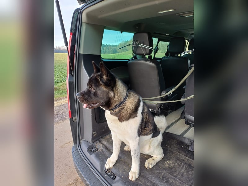 Wunderschöner American Akita