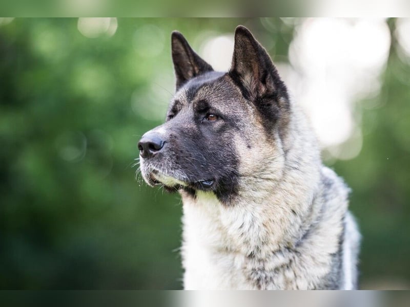 Kendo - freundlicher Familienhund - Tierhilfe Franken e.V.