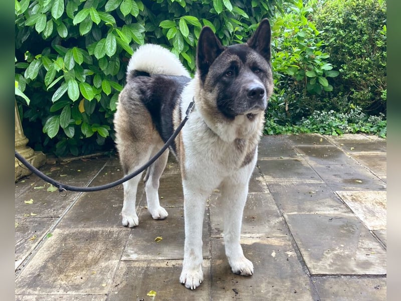 Kendo - freundlicher Familienhund - Tierhilfe Franken e.V.