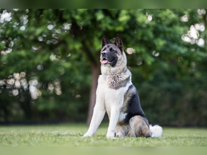 Kendo - freundlicher Familienhund - Tierhilfe Franken e.V.