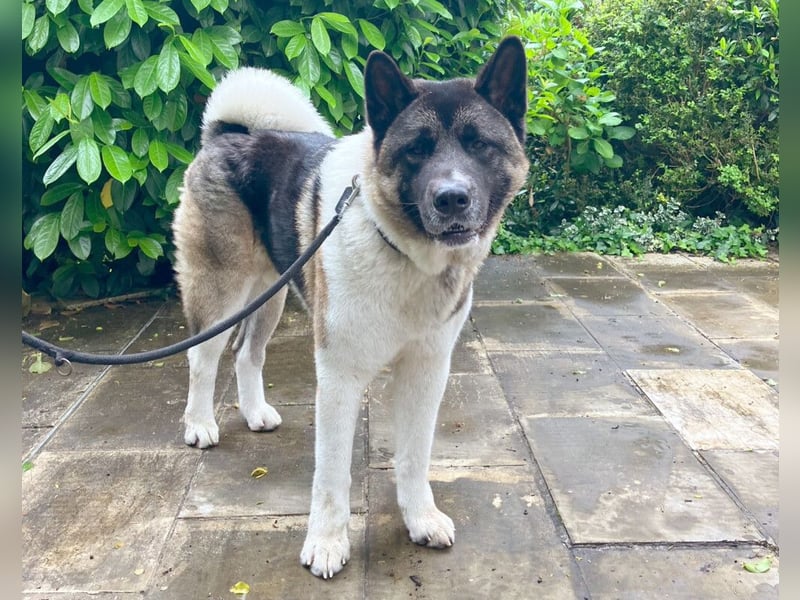 Kendo - freundlicher Familienhund - Tierhilfe Franken e.V.