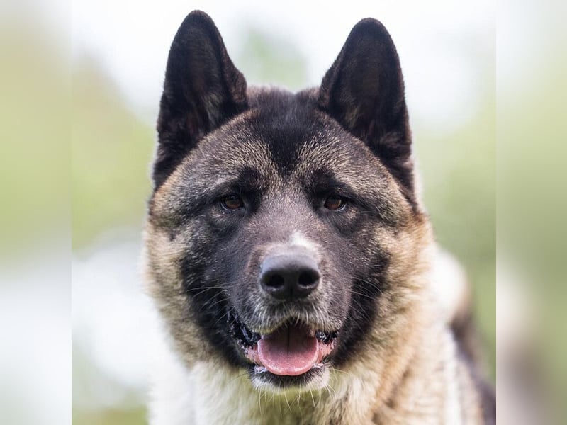 Kendo - freundlicher Familienhund - Tierhilfe Franken e.V.