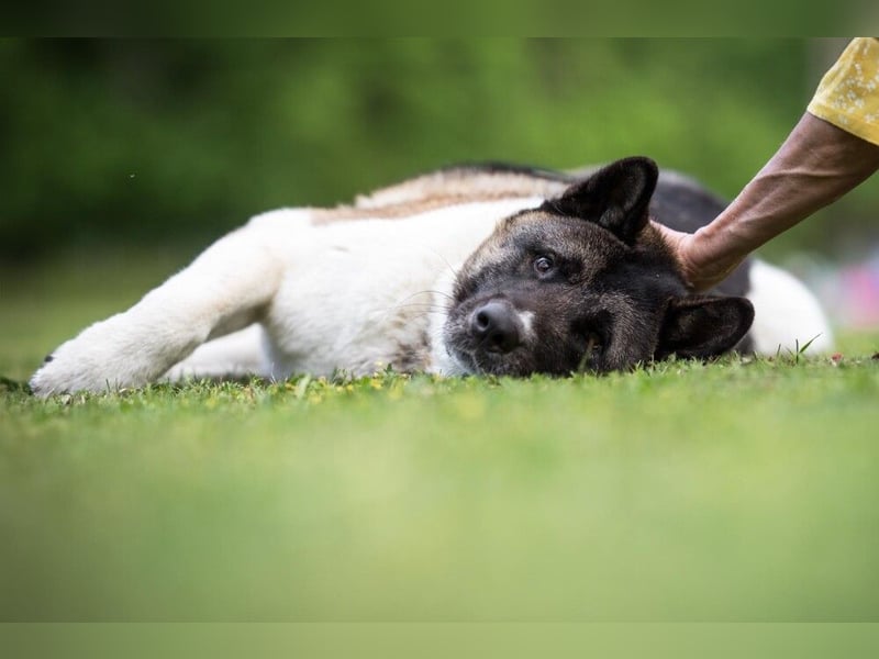 Kendo - freundlicher Familienhund - Tierhilfe Franken e.V.