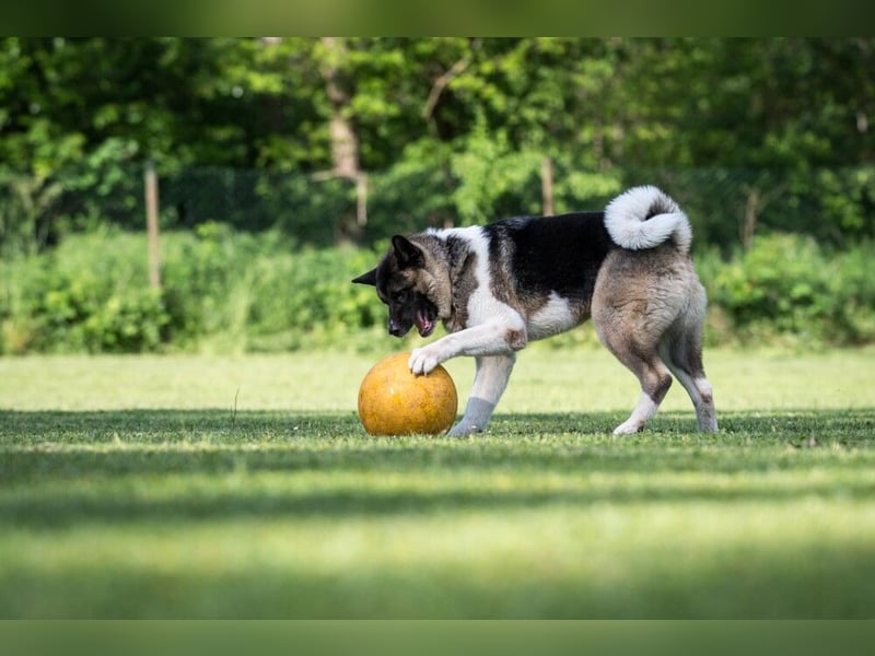 Kendo - freundlicher Familienhund - Tierhilfe Franken e.V.