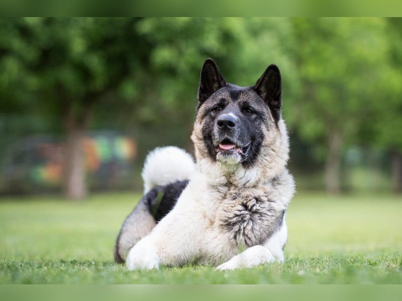 Kendo - freundlicher Familienhund - Tierhilfe Franken e.V.