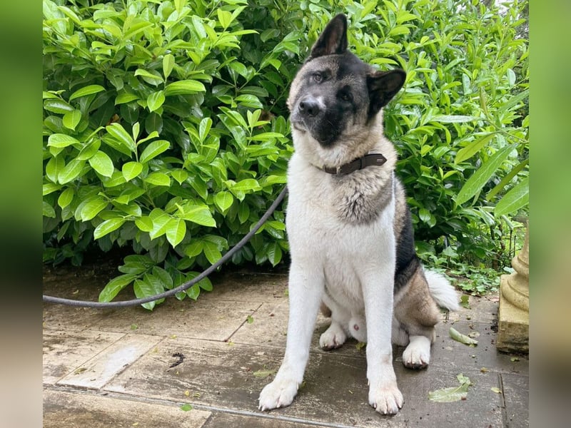 Kendo - freundlicher Familienhund - Tierhilfe Franken e.V.
