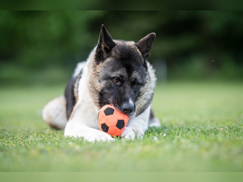 Kendo - freundlicher Familienhund - Tierhilfe Franken e.V.