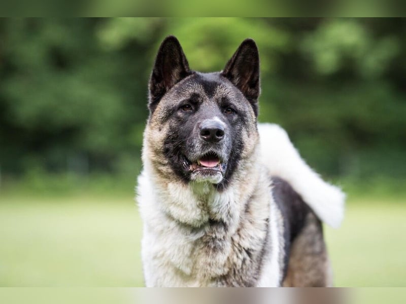 Kendo - freundlicher Familienhund - Tierhilfe Franken e.V.
