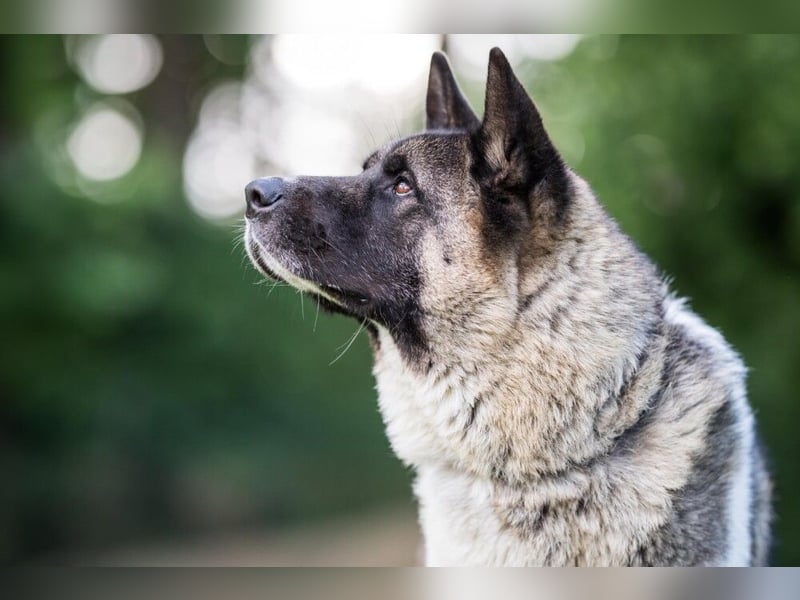 Kendo - freundlicher Familienhund - Tierhilfe Franken e.V.