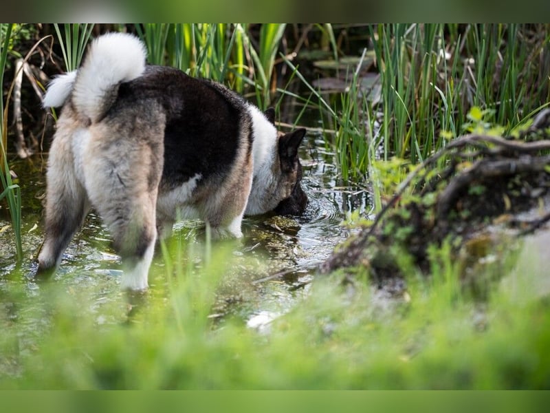 Kendo - freundlicher Familienhund - Tierhilfe Franken e.V.