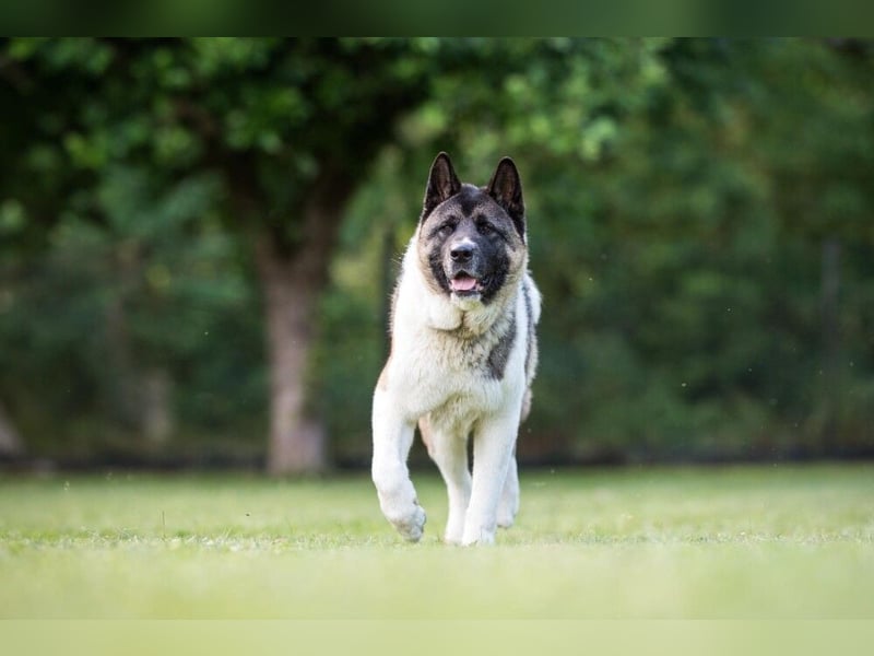 Kendo - freundlicher Familienhund - Tierhilfe Franken e.V.