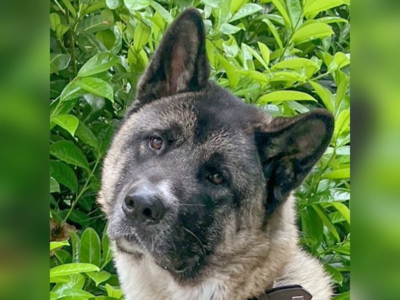 Kendo - freundlicher Familienhund - Tierhilfe Franken e.V.