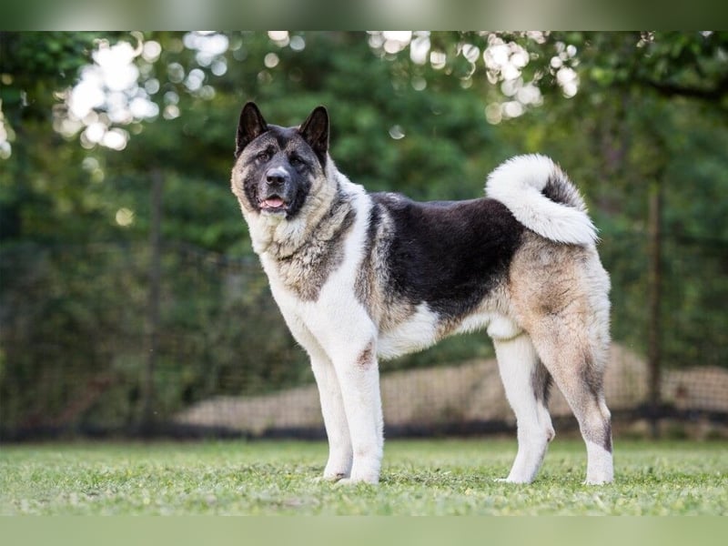 Kendo - freundlicher Familienhund - Tierhilfe Franken e.V.