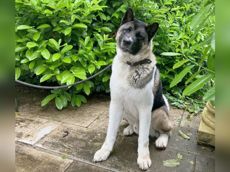Kendo - freundlicher Familienhund - Tierhilfe Franken e.V.