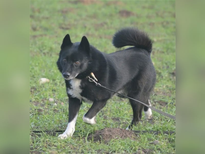 Elvis - Akita-Mischling
