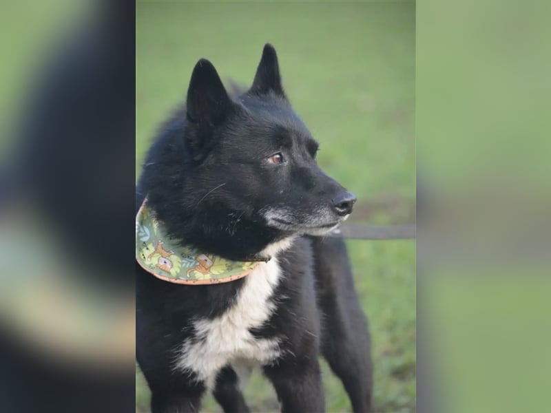 Elvis - Akita-Mischling