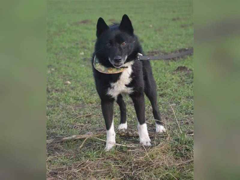 Elvis - Akita-Mischling