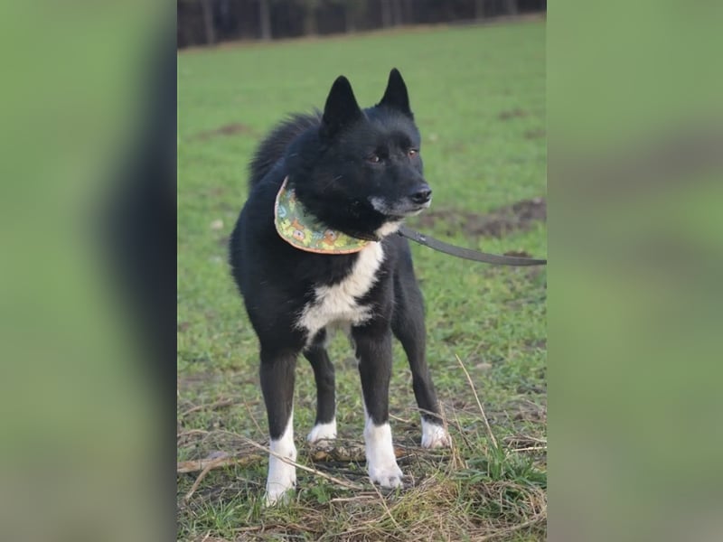 Elvis - Akita-Mischling