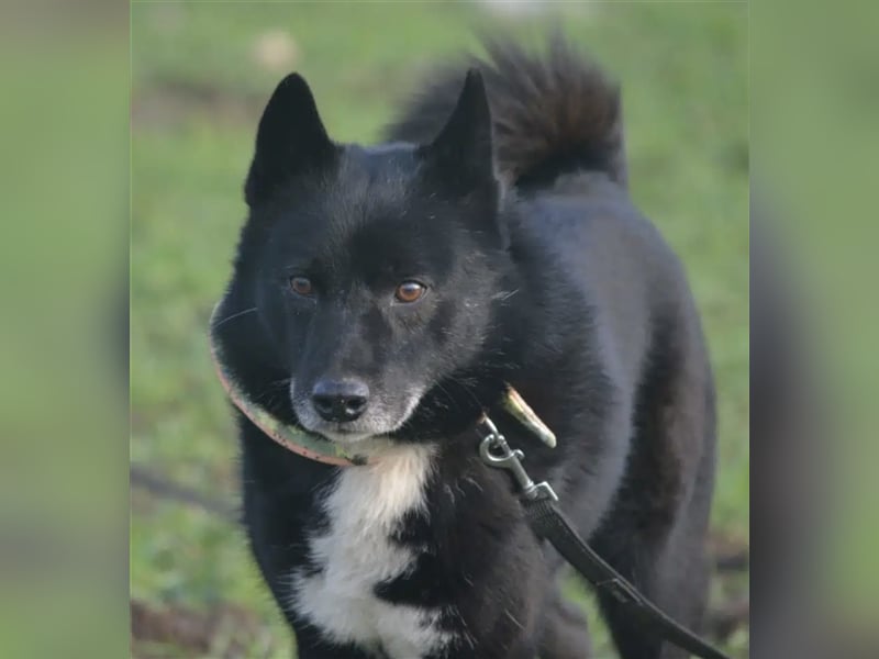 Elvis - Akita-Mischling